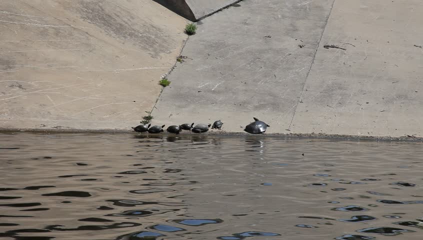 Several species of turtle basking in the sun