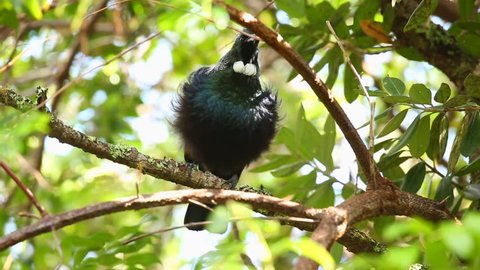 Tui bird singing in the trees