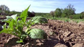 Soil tillage crop potatoes by tractor ; Tractor cultivates land planted with crop potatoes,video clip