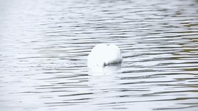 Elegant Swans Feeding On Lake
