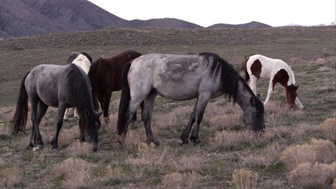 View of wild horses grazing in the early morning.