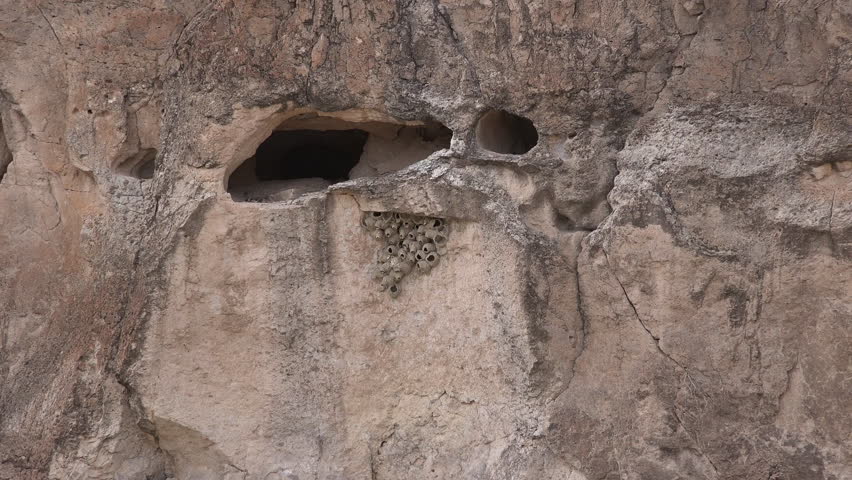 Paper wasp nests hang from a cliff face below holes in the rock.