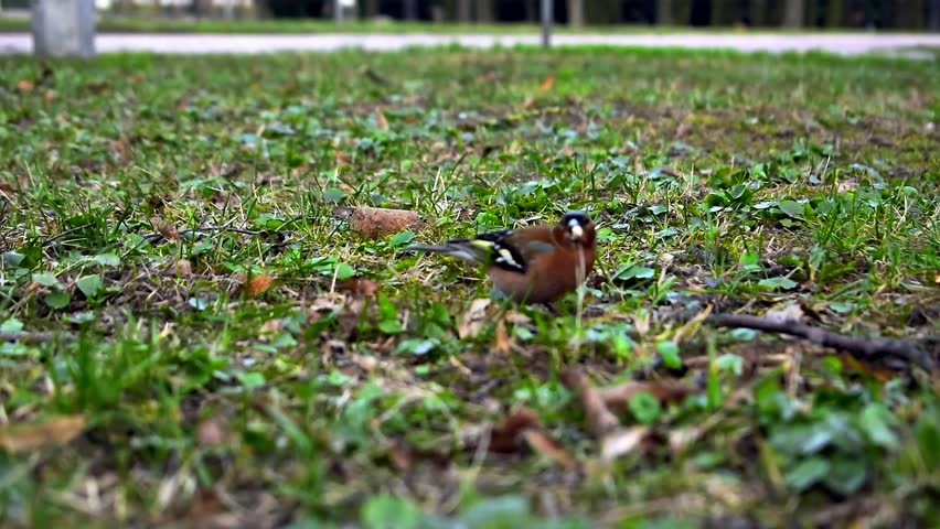 A finch is pecking some grain and flying away in a park in spring