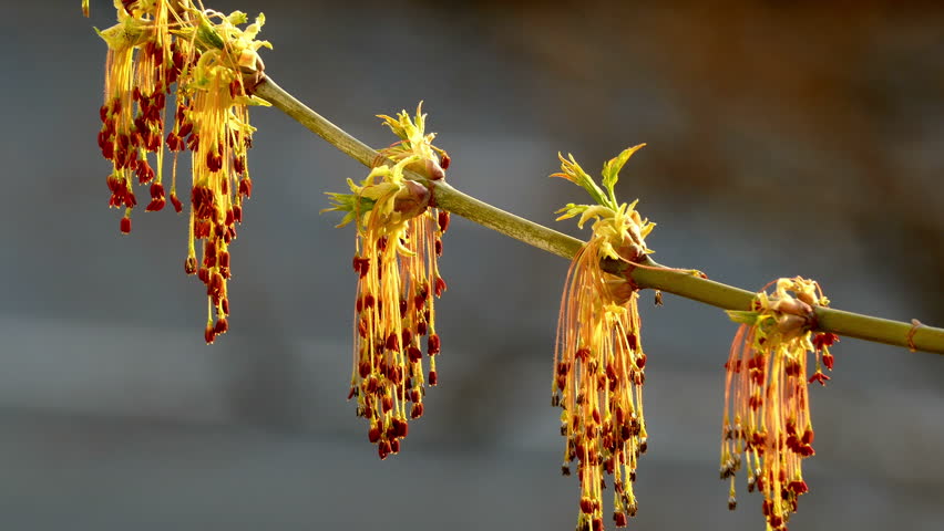 Spring Blossoming Buds on the Branch and the Movement of Cars in Rasfokus