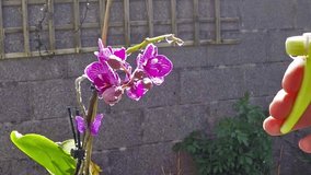 Slow motion Video of spraying the water to the orchid flowers 