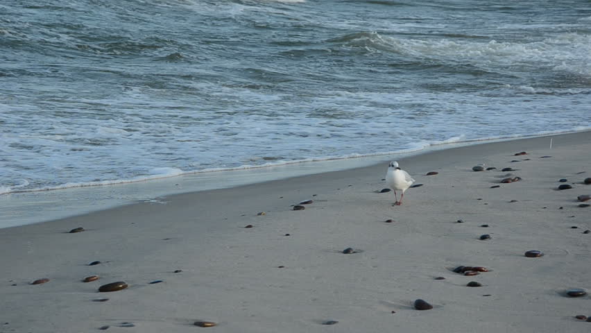 seagull on the sea beach sand