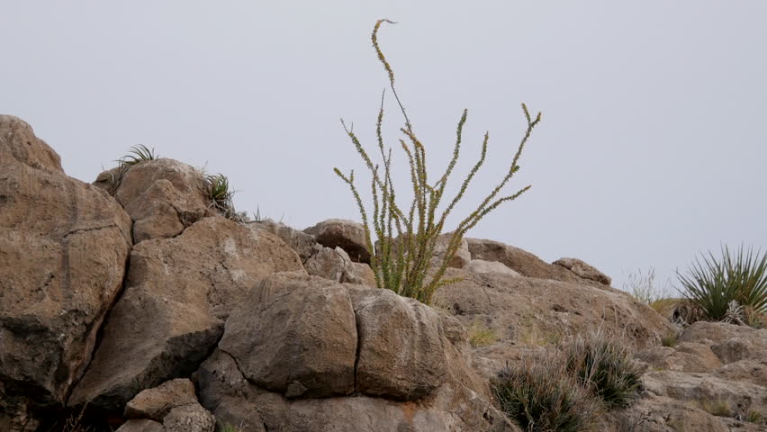 An ocotillo grows from the rocks in Big Bend National Park.