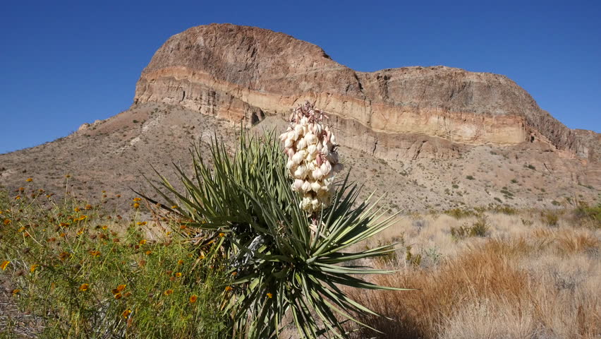 A yucca blooms in front of Burro Mesa in Big Bend National Park.