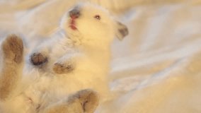 Video clip of the white small rabbit lay on hands on his back and falls asleep