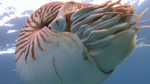 Exciting dives with amazing mollusks the Nautilus. Diving on the reefs of the Palau archipelago.