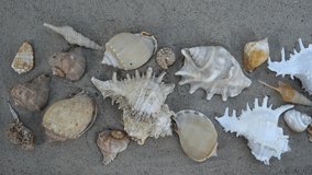 Dolly shot on shells fine arranged on the sand