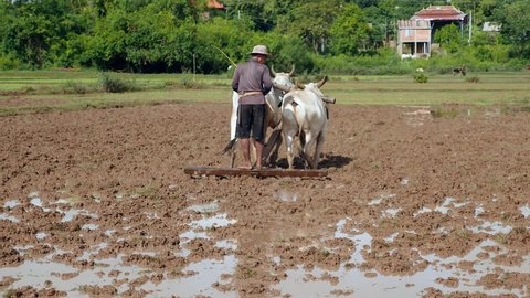 farmer plowing paddy field with a couple of zebus ( back view) 