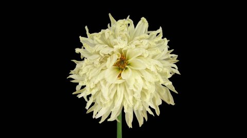 Time-lapse of dying white dahlia flower 4a3 in RGB + ALPHA matte format isolated on black background
