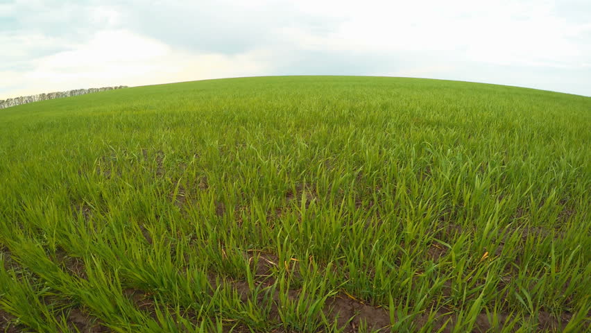 Panorama Green Grass On The Field 2