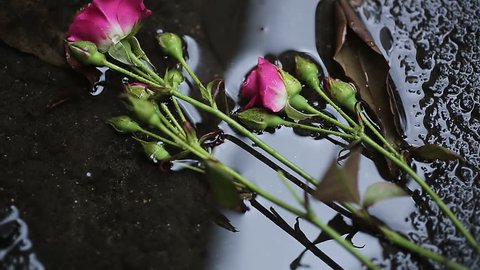 Roses falling in water on ground, victims of domestic violence, male chauvinism
