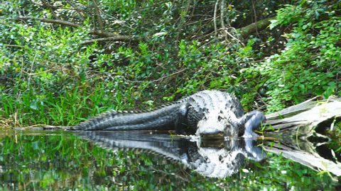American Alligator (Alligator Mississippiensis)  in southern swamp. A large male laying on a a log, slides into water and approaches boat.