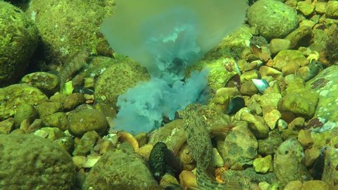 Marine fish Rusty blenny (Parablennius sanguinolentus) eats dead jellyfish, wide shot.