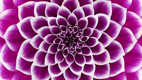 Opening Of The Purple Flower. Looped. 3D Animation. 
