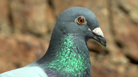 Portrait of a carrier pigeon, close-up.