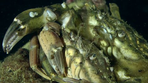 Male and female of Green crab (Carcinus maenas) before mating, close up.