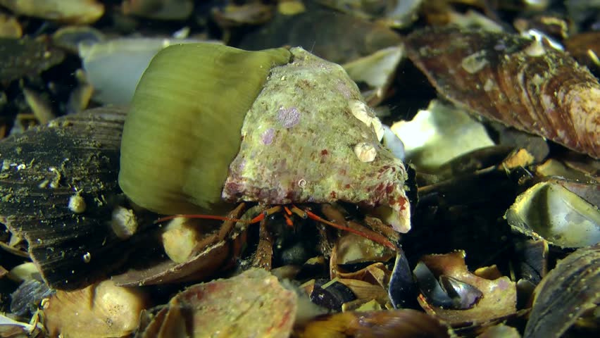 Hermit crab (Clibanarius erythropus) with efforts drags conch, which settled by sea anemone.