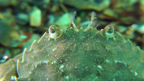 The antennae and eyes of Swimming crab, close up.