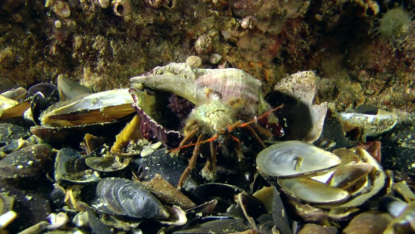 Hermit crab (Clibanarius erythropus) turns its inverted conch, wide shot.