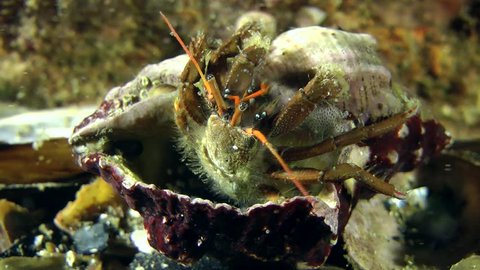 Hermit crab (Clibanarius erythropus) is trying to turn his overturned conch, close-up.