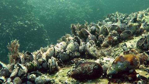 Group of mussels on a rock on a background of rocks overgrown with these clams, shallow water.