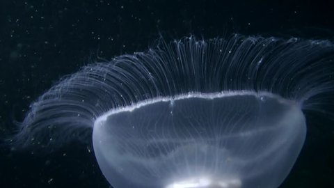 Common jellyfish (Aurelia aurita) swim in the water column, the downward movement.