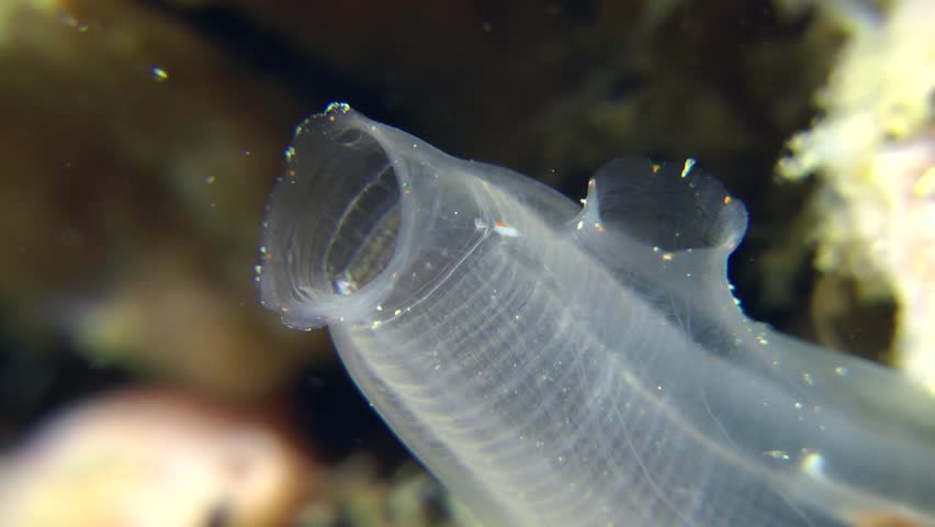 Siphons of Yellow Sea Squirt (Ciona intestinalis), closeup.