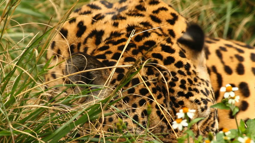 a jaguar been awakened by a bee.