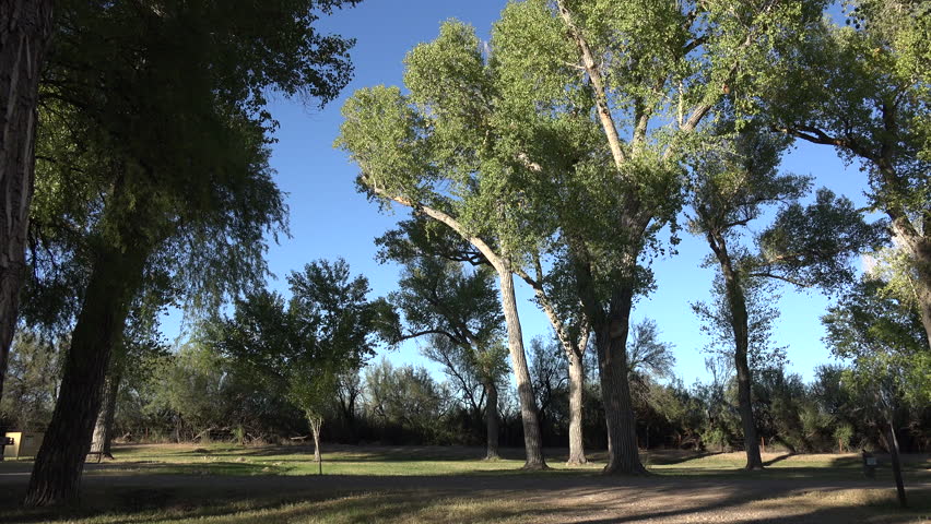 Tilts up to the tops of cottonwood trees in Big Bend National Park.