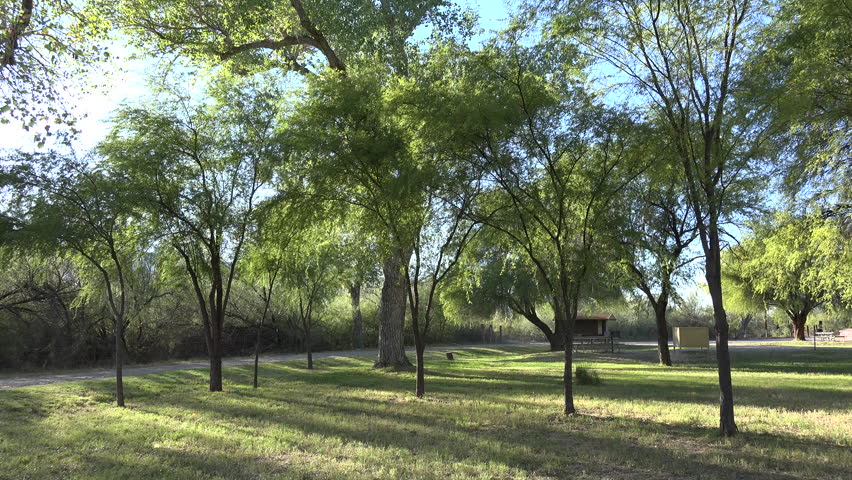 Cottonwood trees shade a campground in Big Bend National Park.