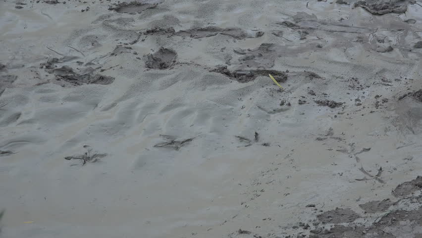 Bird tracks in the mud near the banks of the Rio Grande in Big Bend National Park.