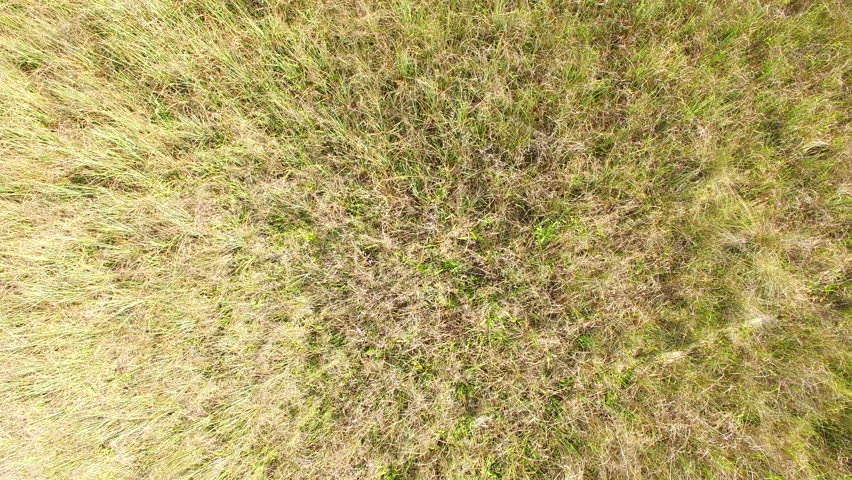 Aerial tilt shot of Big Cypress National Preserve in south Florida