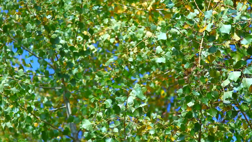 Leaves green on wind