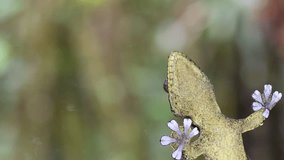 Turnip tailed gecko (Thecadactylus solimoensis). Underside of sticky feet viewed while climbing on glass. - Powered by Shutterstock - Get 15% off with code: PIKWIZARD15