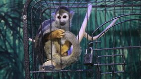 Video clip of a monkey sitting in a cage, and shows itself from behind bars