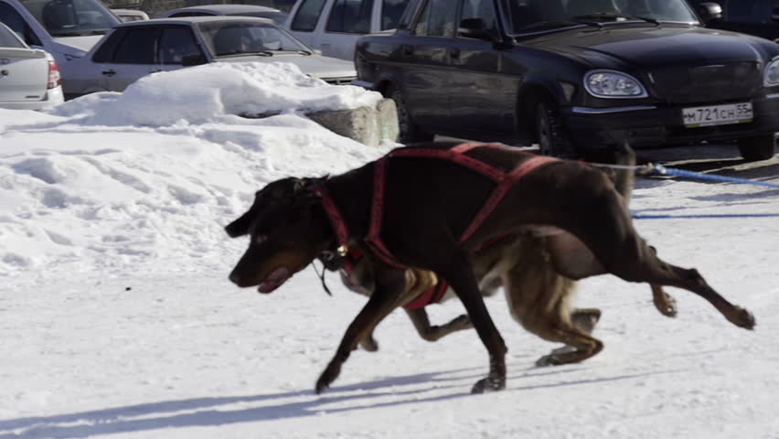 Competition in sled dog racing and skijoring