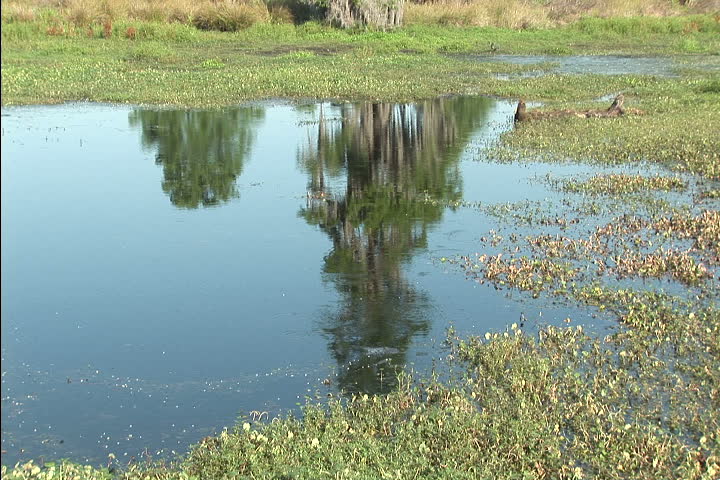 Swamp in Florida - NTSC
