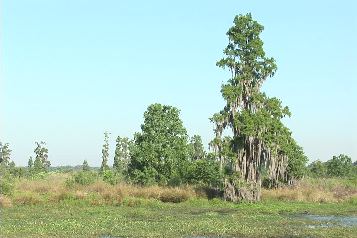 Swamp in Florida - NTSC