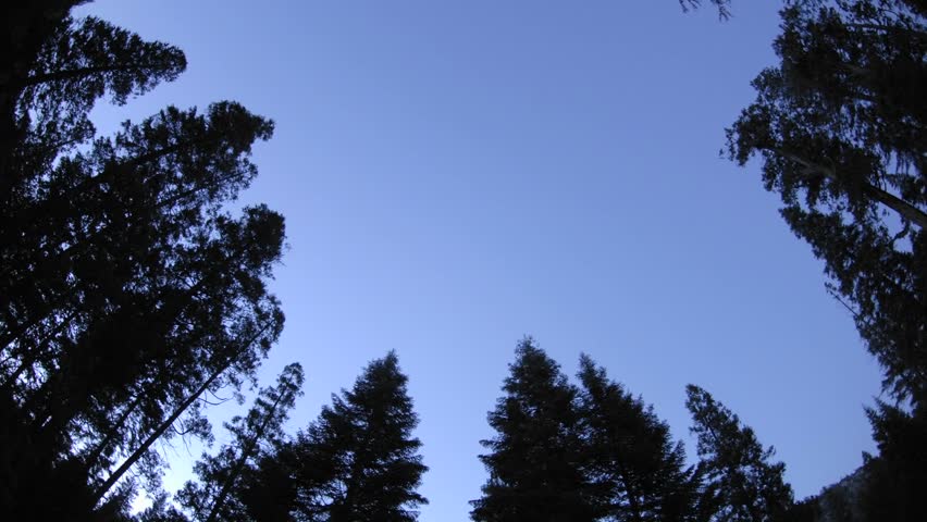 Day to night startrails above a forest in Kings Canyon National Park, California.