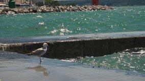 Seagull observing the high waves.