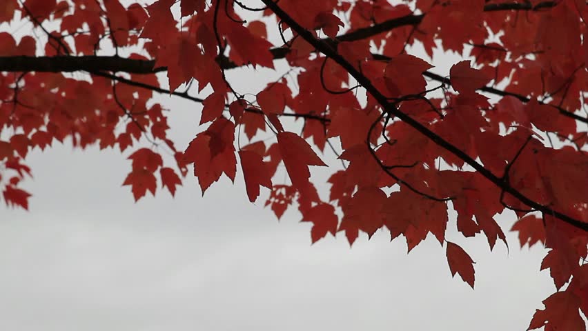 Hawthorne Bridge along Willamette River from Tom McCall Public Waterfront Park in Portland Oregon One Fall Morning 1080p Panning