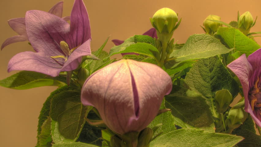 Flowering time lapse clip of purple balloon flowers, high dynamic range imaging