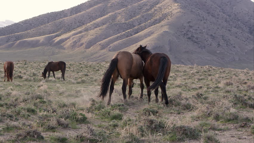Two wild horses playing with each trying to bite the other.