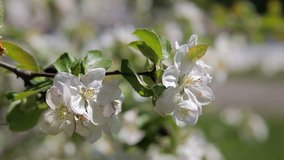 Blossom apple tree. Beautiful flowers on the apple tree, spring flowers - Stock Video