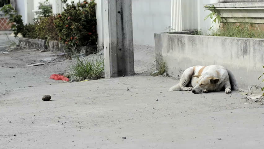 Street Dog Resting