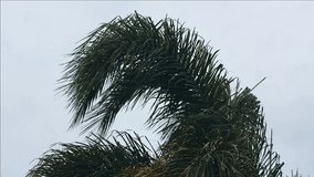 Bad weather, storm forecast for holiday destinations, with dark skies and strong winds, and waving palm tree fronds. handheld. 